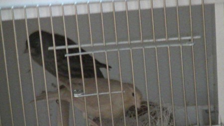 mama is pastel bruin en papa wit zwart bobalt 